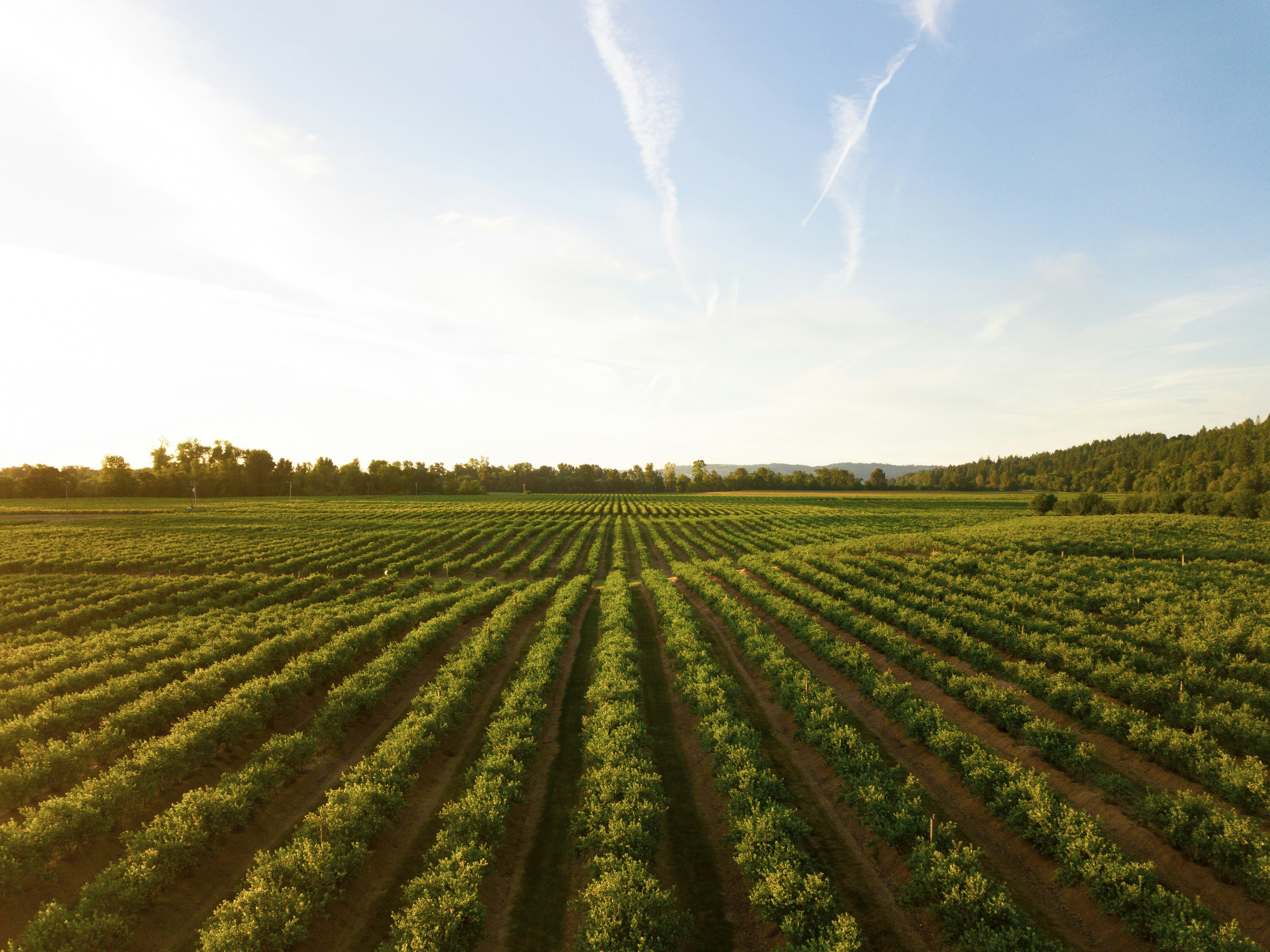 Agriculture Icon